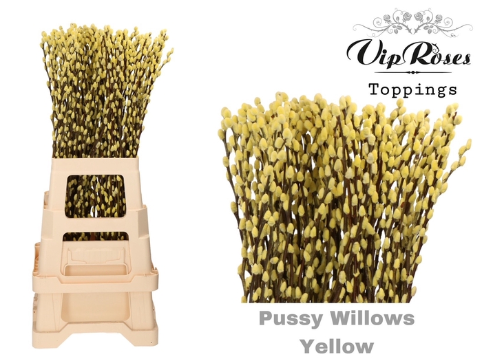 <h4>SALIX PUSSY WILLOW YELLOW</h4>