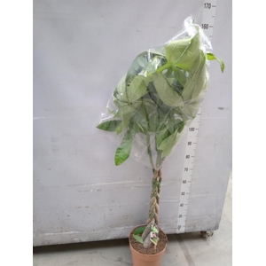 Pachira aquatica