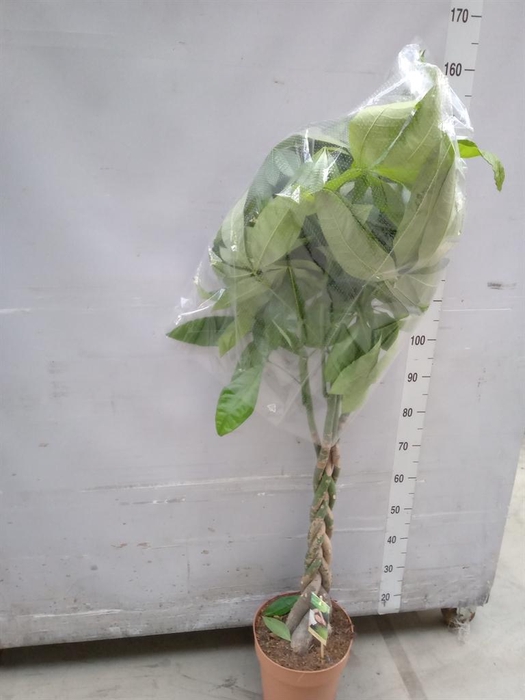 <h4>Pachira aquatica</h4>