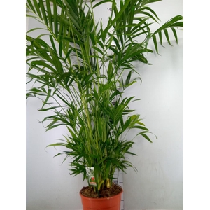 Dypsis lutescens   ...Chrysalidoca