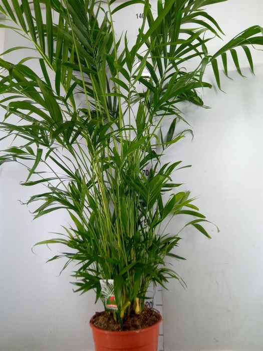 <h4>Dypsis lutescens   ...Chrysalidoca</h4>