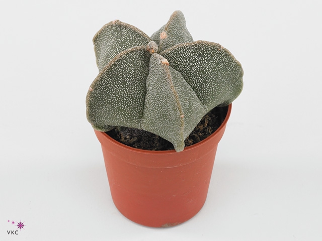 Astrophytum myriostigma