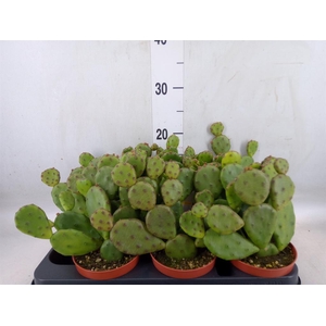 Opuntia humifusa