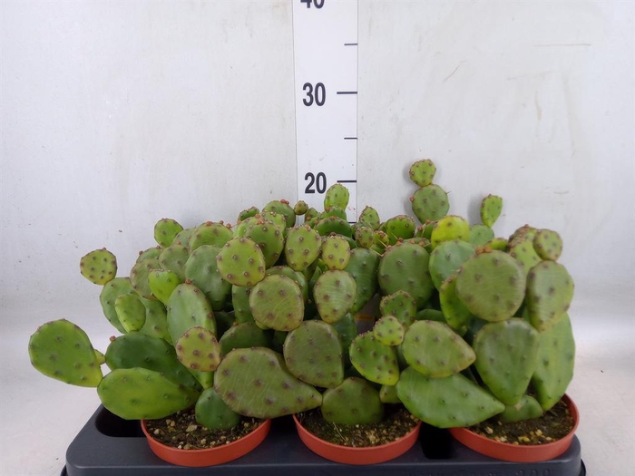 <h4>Opuntia humifusa</h4>
