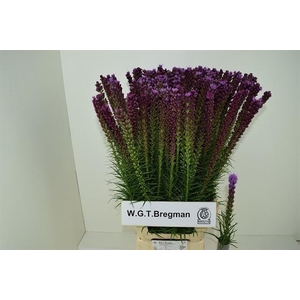 LIATRIS SPICATA