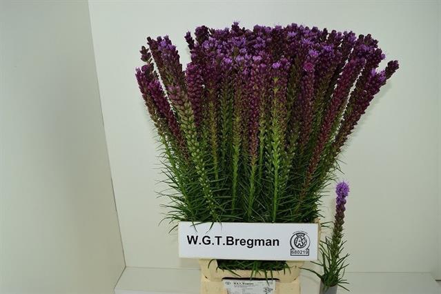 LIATRIS SPICATA