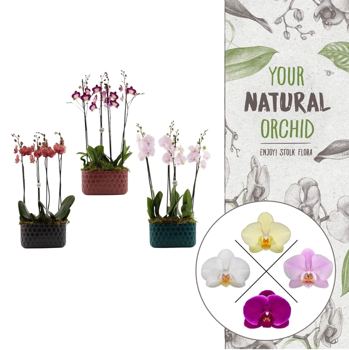 <h4>Honingraat BHome mix 2 | 2 plants in 1 pot | Phalaenopsis</h4>