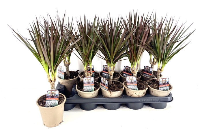 <h4>DRA MARG MAGENTA</h4>