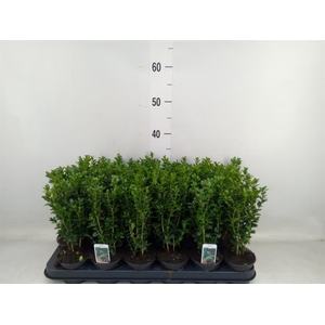 Buxus semp.   ...