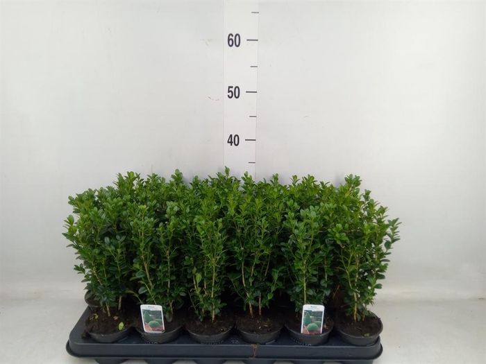 <h4>Buxus semp.   ...</h4>