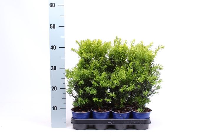 <h4>Taxus Media Hicksii</h4>