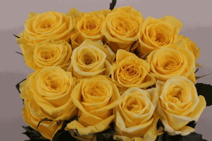 <h4>R Gr Sunday Morning</h4>