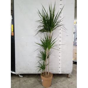 Dracaena marg.