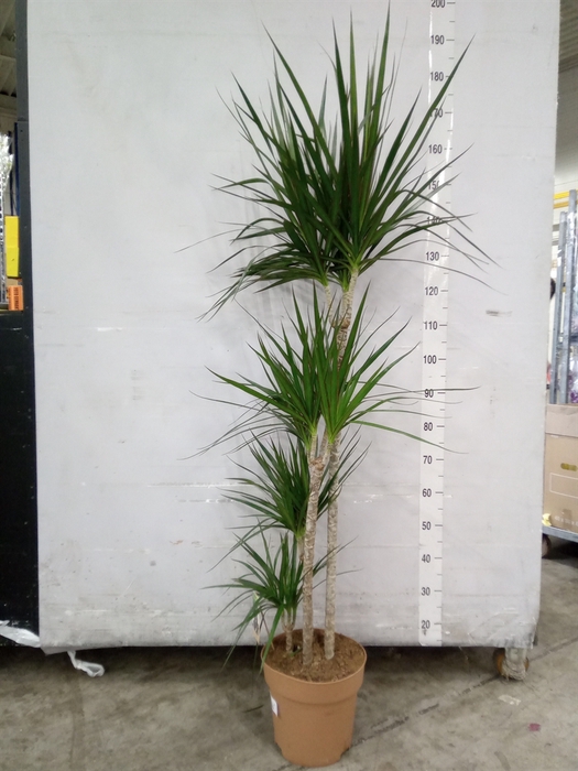 <h4>Dracaena marg.</h4>