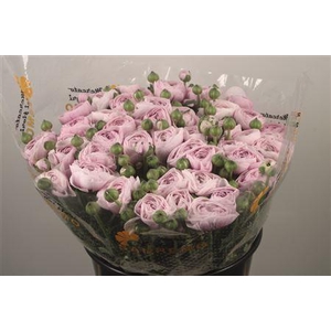 Ran... Su Nebbia Super