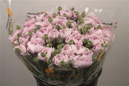 <h4>Ran... Su Nebbia Super</h4>