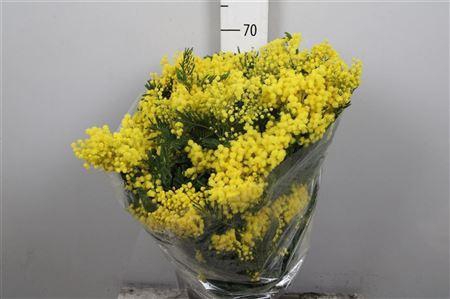 <h4>Acacia Mirandol Per Bunch 400 Gram</h4>