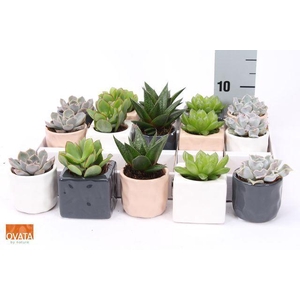 Succulents   ...mix 5