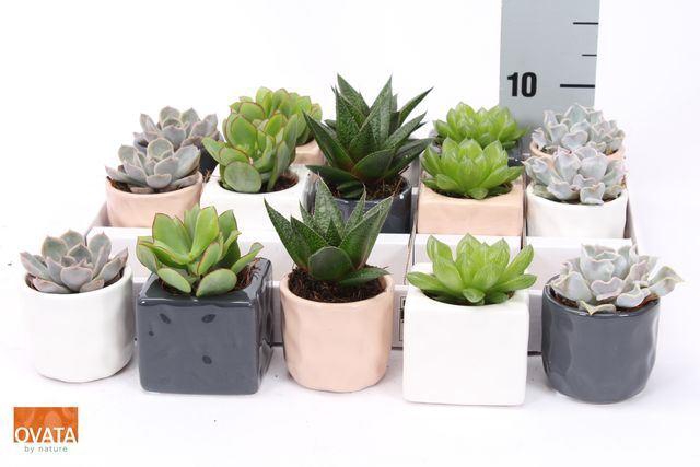 <h4>Succulents   ...mix 5</h4>