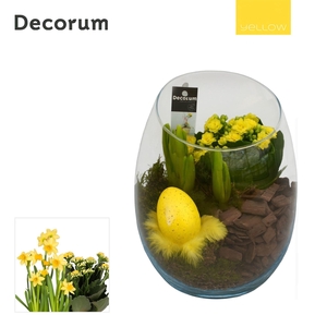 Calandiva & Narcis Oblique HL21175 [YELLOW]