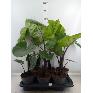 Alocasia  'Black Cobra'