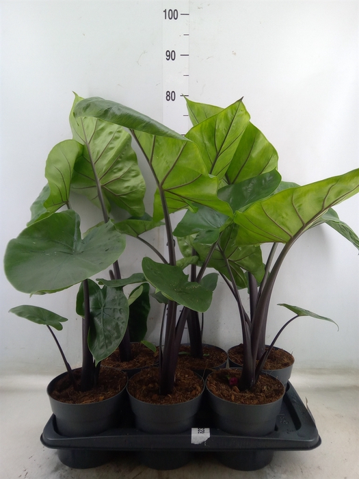 <h4>Alocasia  'Black Cobra'</h4>