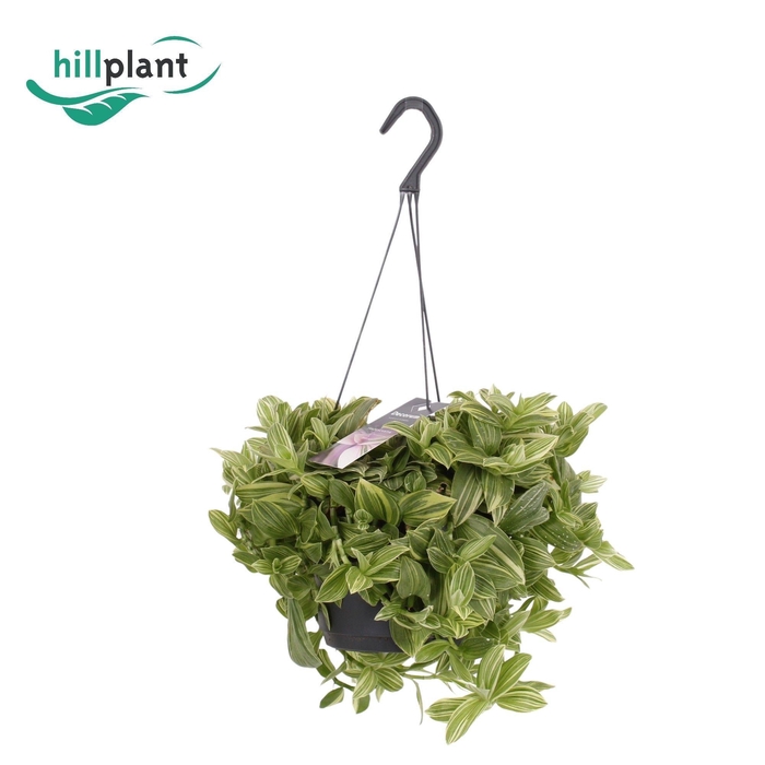 <h4>Tradescantia Ivory Hill Compact</h4>