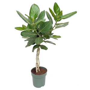 Ficus Audrey Gevlochten