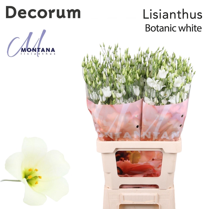 <h4>Eustoma russ. EN 'Botanic White'</h4>