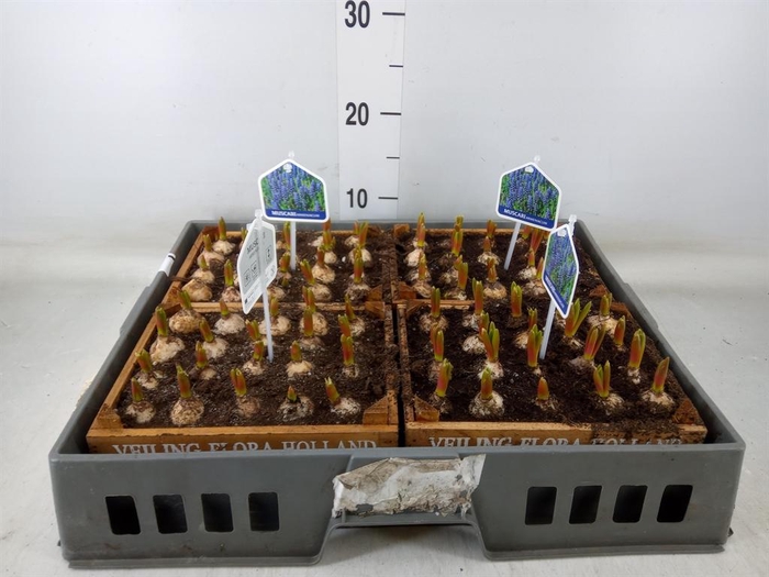 <h4>Arr.  Muscari L%</h4>