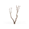 Syringa Branch Extra Bantock