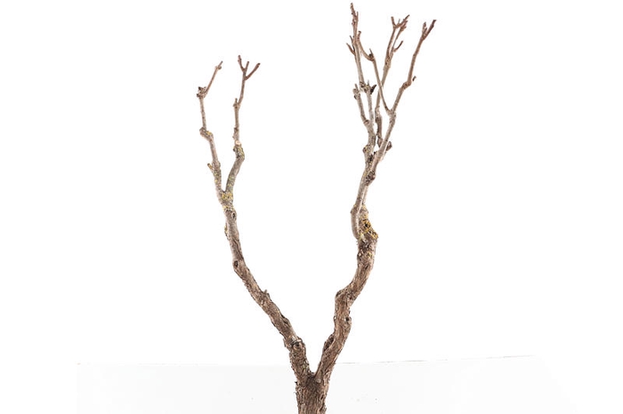 Syringa Branch Extra Bantock