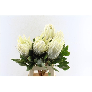 Protea Cy Arctic Ice