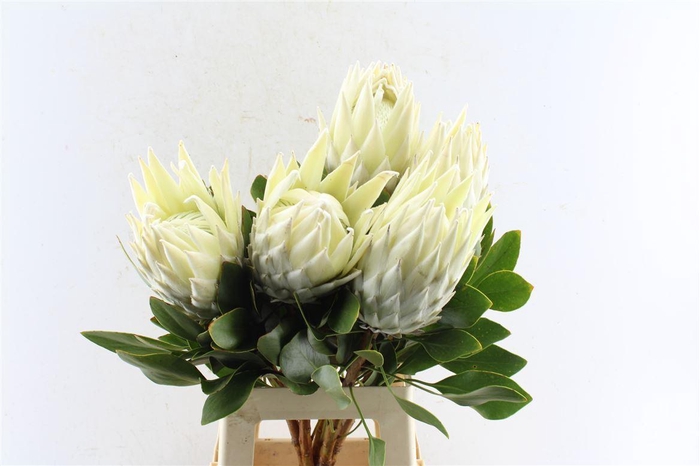 <h4>Protea Cy Arctic Ice</h4>