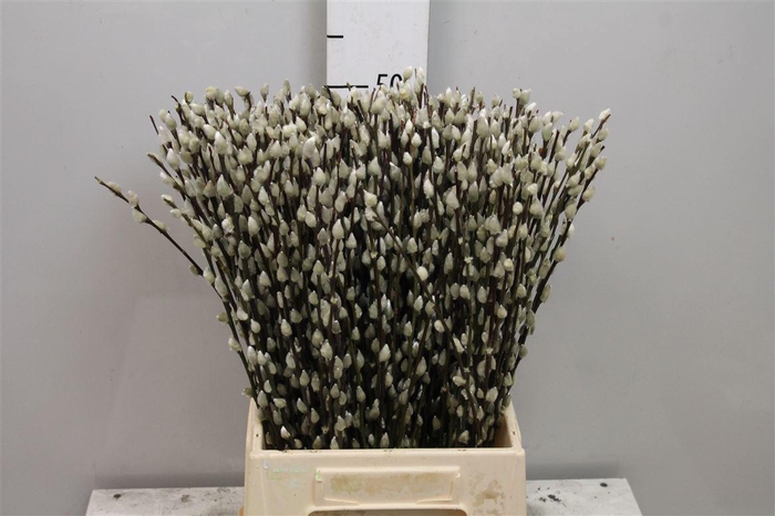 <h4>Salix Ca Snow Flake</h4>