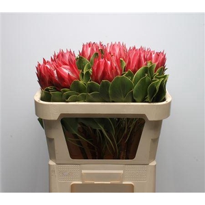 Protea Cynaroides Red Rex