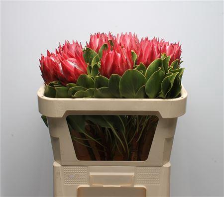 <h4>Protea Cynaroides Red Rex</h4>