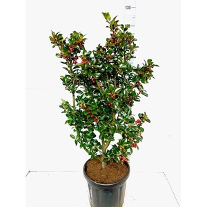 ILEX MES HECKENFEE