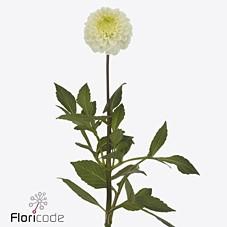 <h4>Dahlia caro</h4>