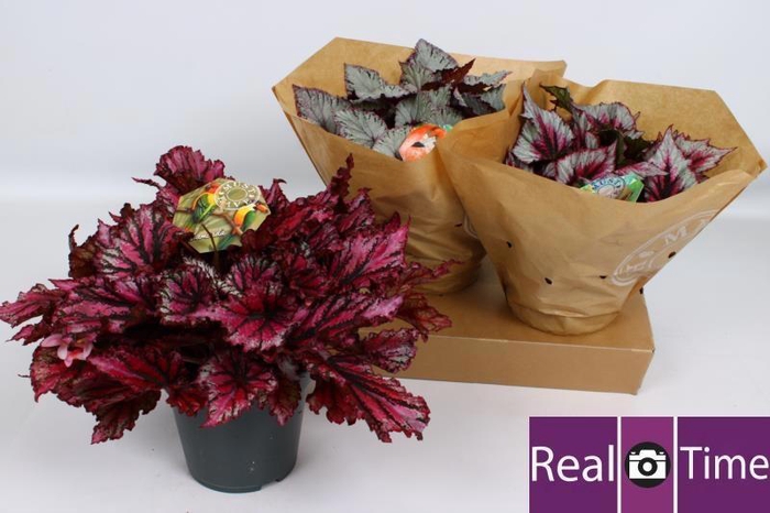 <h4>BEG BEL GEM</h4>