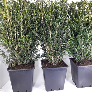 Buxus Sempervirens 60cm hegvorm