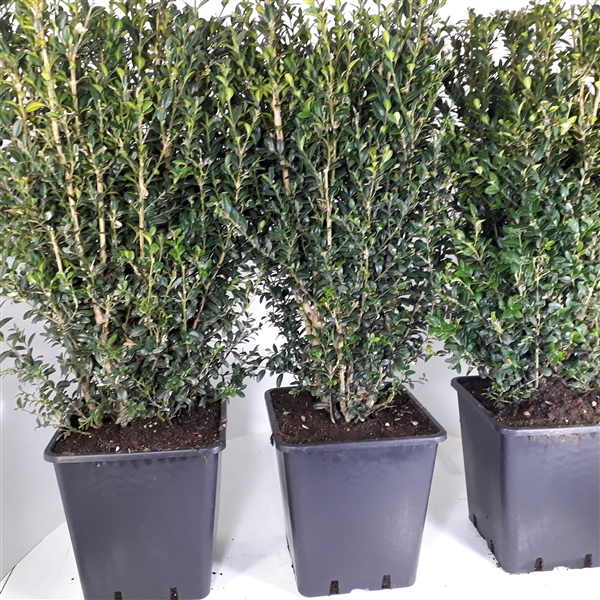 <h4>Buxus Sempervirens 60cm hegvorm</h4>