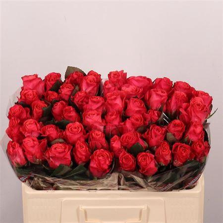 <h4>R Gr Pink Tacazzi+</h4>