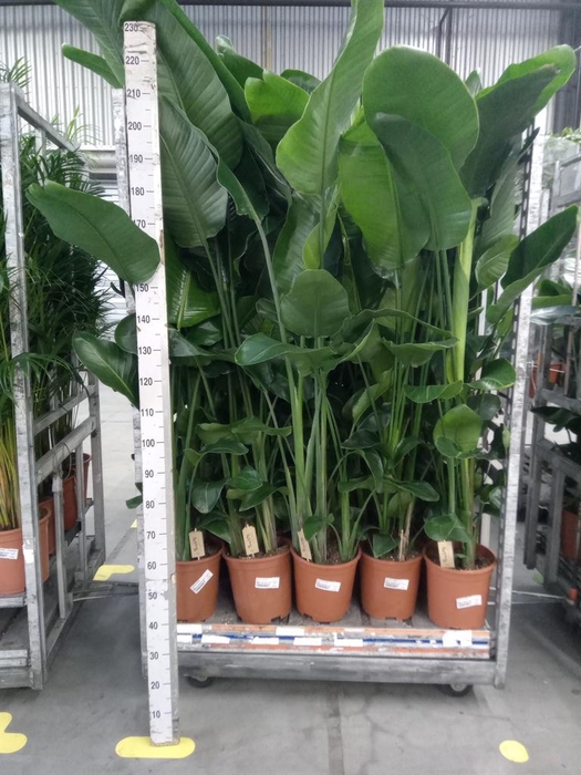 <h4>Strelitzia nicolai</h4>