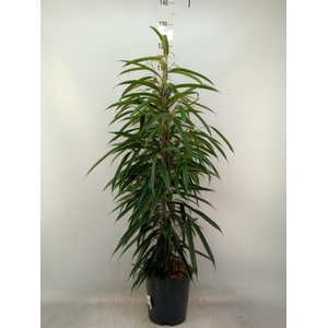 Ficus binn. 'Alii'