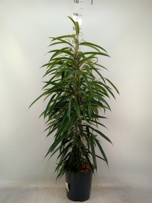 <h4>Ficus binn. 'Alii'</h4>