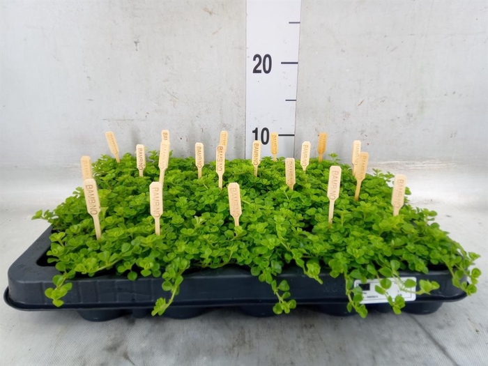 <h4>Pilea depressa</h4>