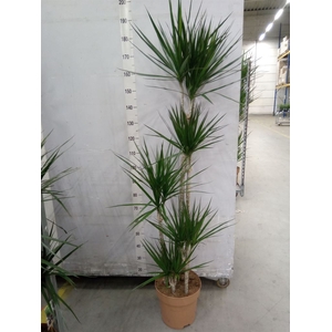 Dracaena marg.