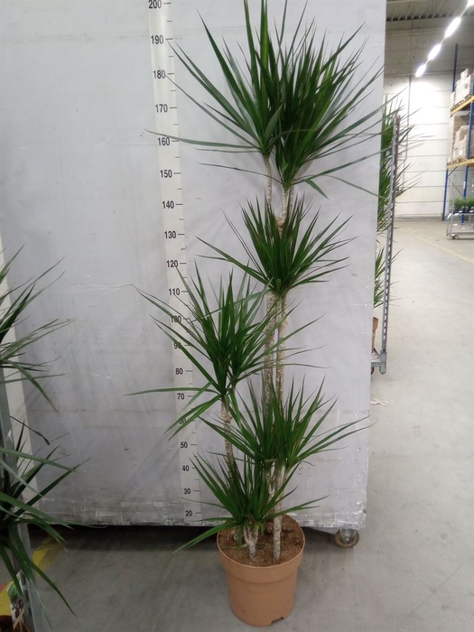 <h4>Dracaena marg.</h4>