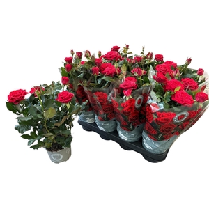 RO SCA MERCEDES KORD